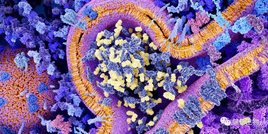 廣東醫(yī)谷邀您參加中國生物醫(yī)藥開發(fā)與合作大會2021
